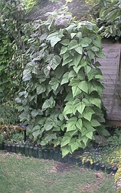 French Beans (26 July)